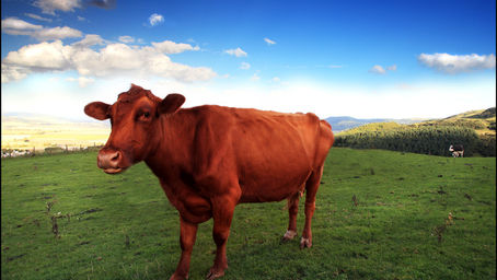 Parshas Parah: The Reason for the Statute