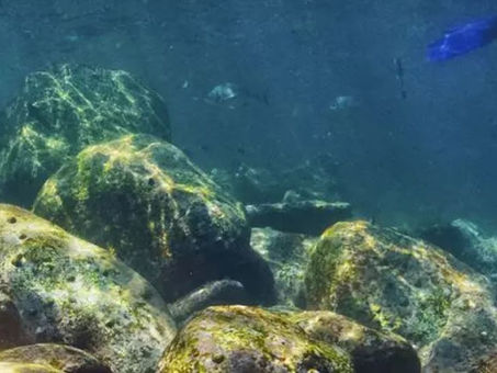 Sydney: Snorkelling and Diving in Sydney