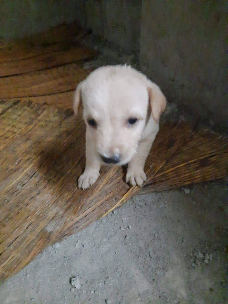 Posting on behalf of a friend.
Need someone to adopt a puppy content media