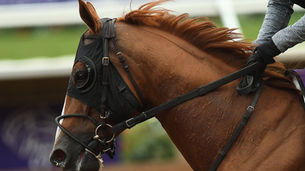 2.20 to 2.90 Derby Colts