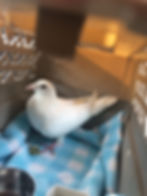 ree
