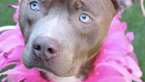 Becomes Friends with Friends of Wake County Animal Center