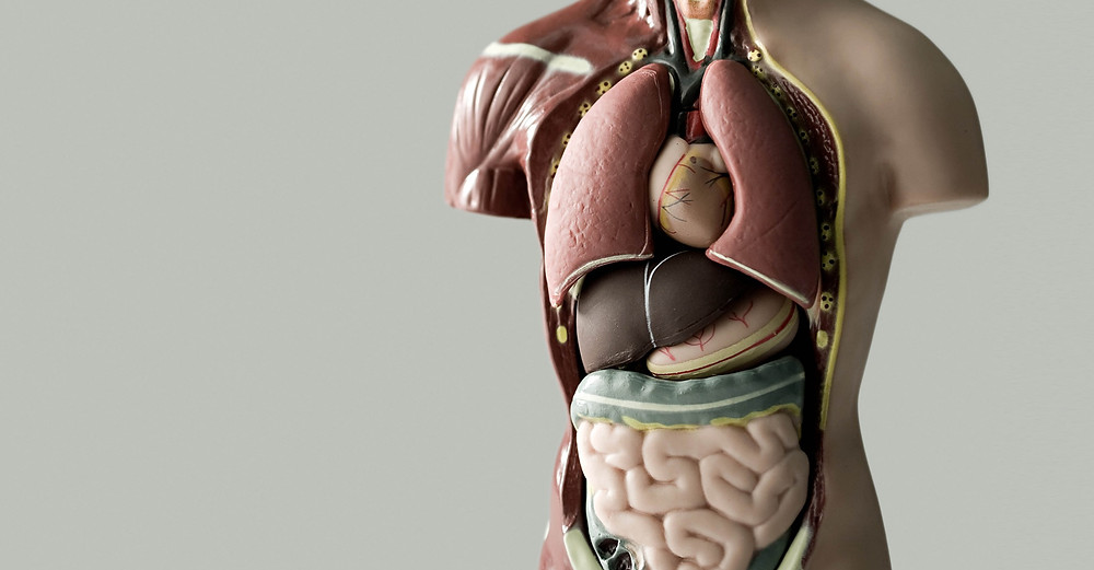 anatomical model showing internal human organs