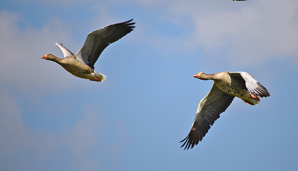 oies en vol , protection animal , chasse , oiseaux ,