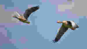 oies en vol , protection animal , chasse , oiseaux ,
