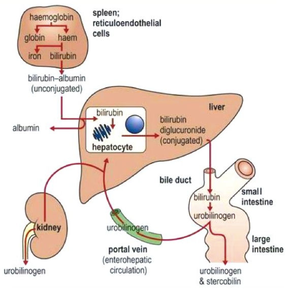 NHỮNG KIẾN THỨC QUAN TRONG CẦN NHỚ VỀ XÉT NGHIỆM BILIRUBIN TOTAL