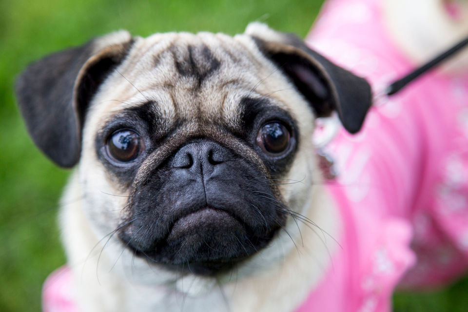 Keeping Your Dog’s Attention