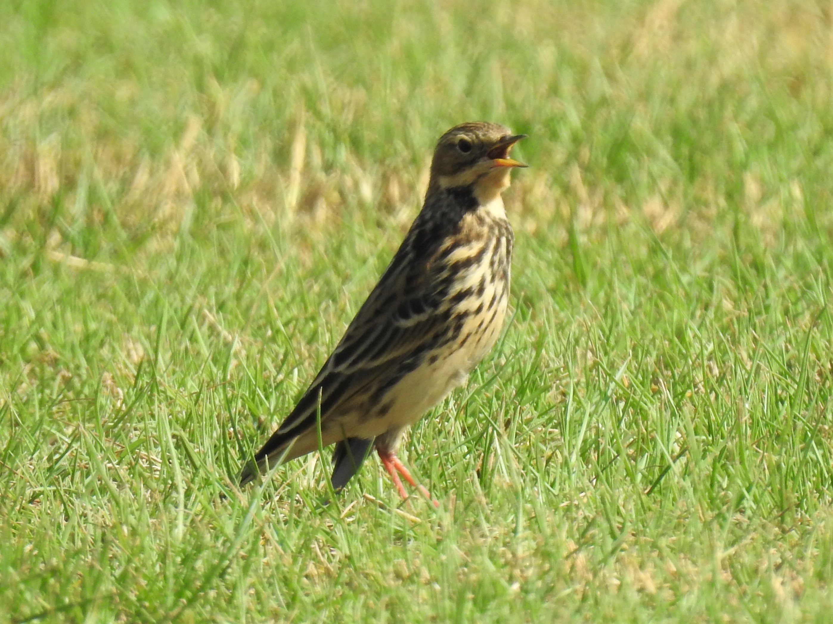 Pipits at Hamraniyah Carpet Grass Field - Saturday 2 November 2019 content media