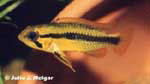 Apistogramma tucurui female