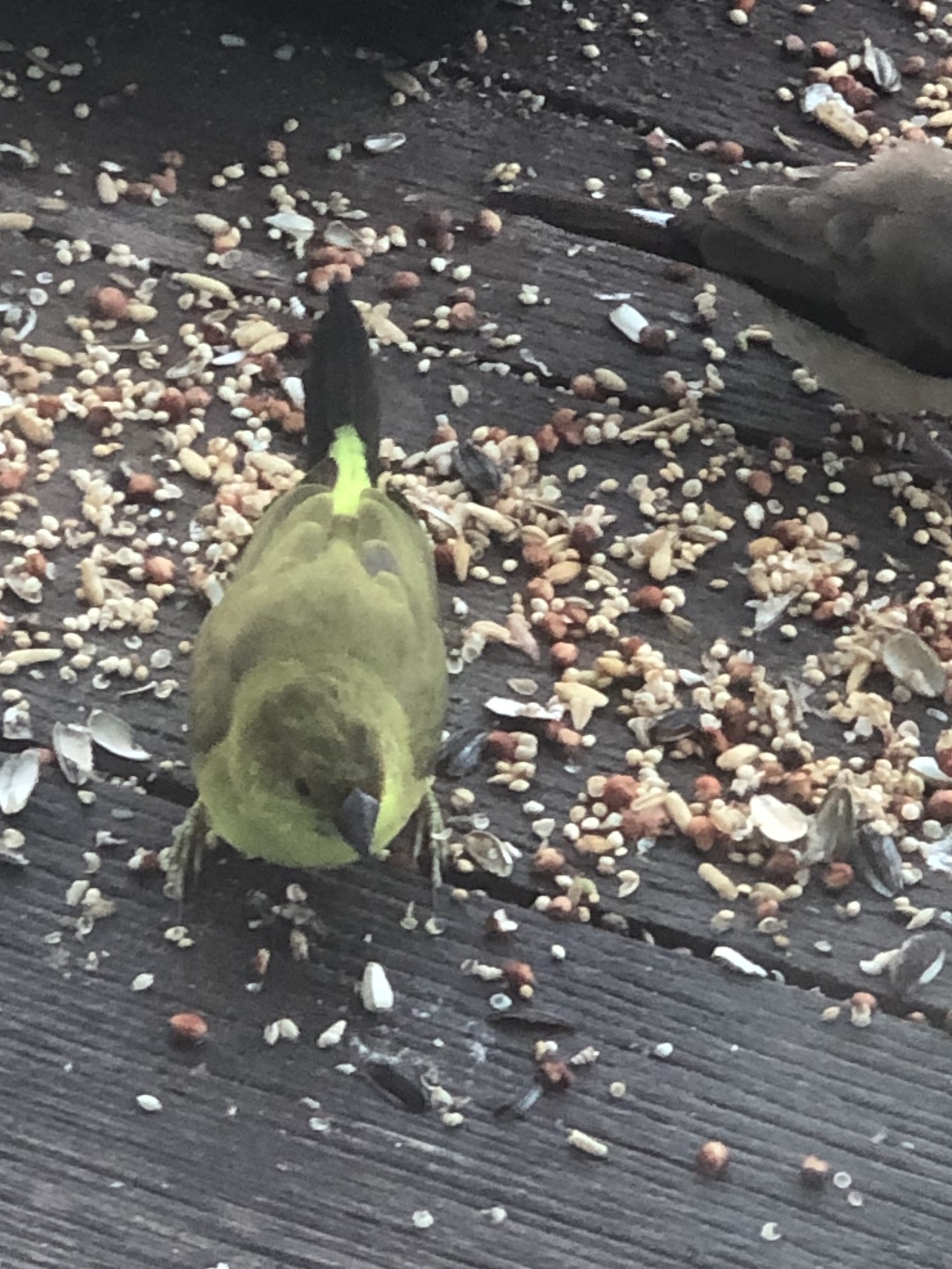 Unusual Green Silverbill content media