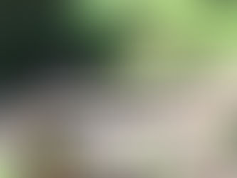 Mom, Dad, and Fox Pups at Trout Gulch