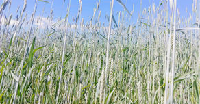 Grain Growers and Brain Growers: How Farmers and Teachers Share Fearless Optimism for ALL