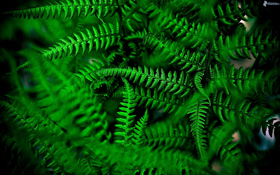 ree