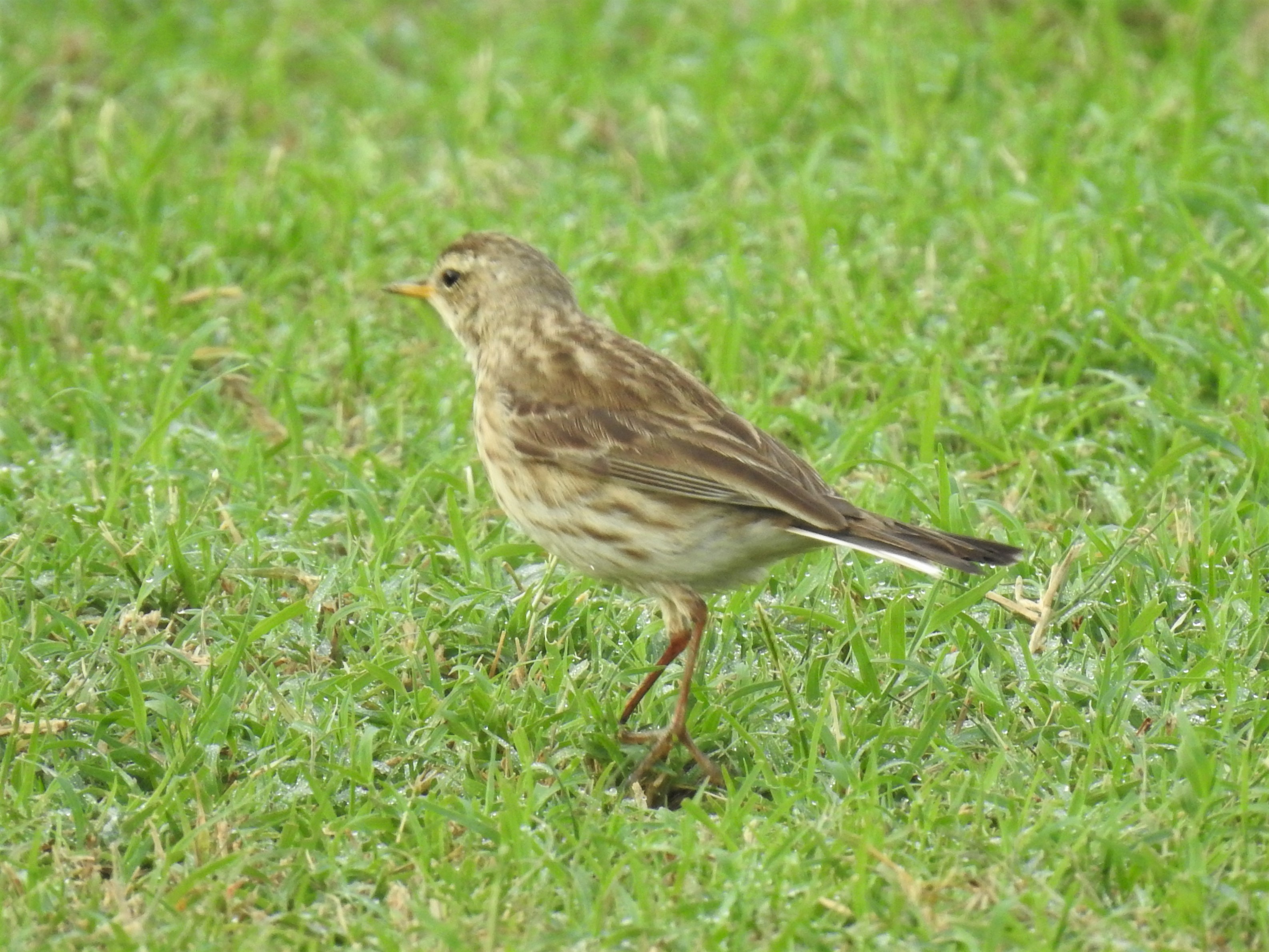 Pipit at Jebel Dhanna Hotel - Friday 13 December 2019
content media