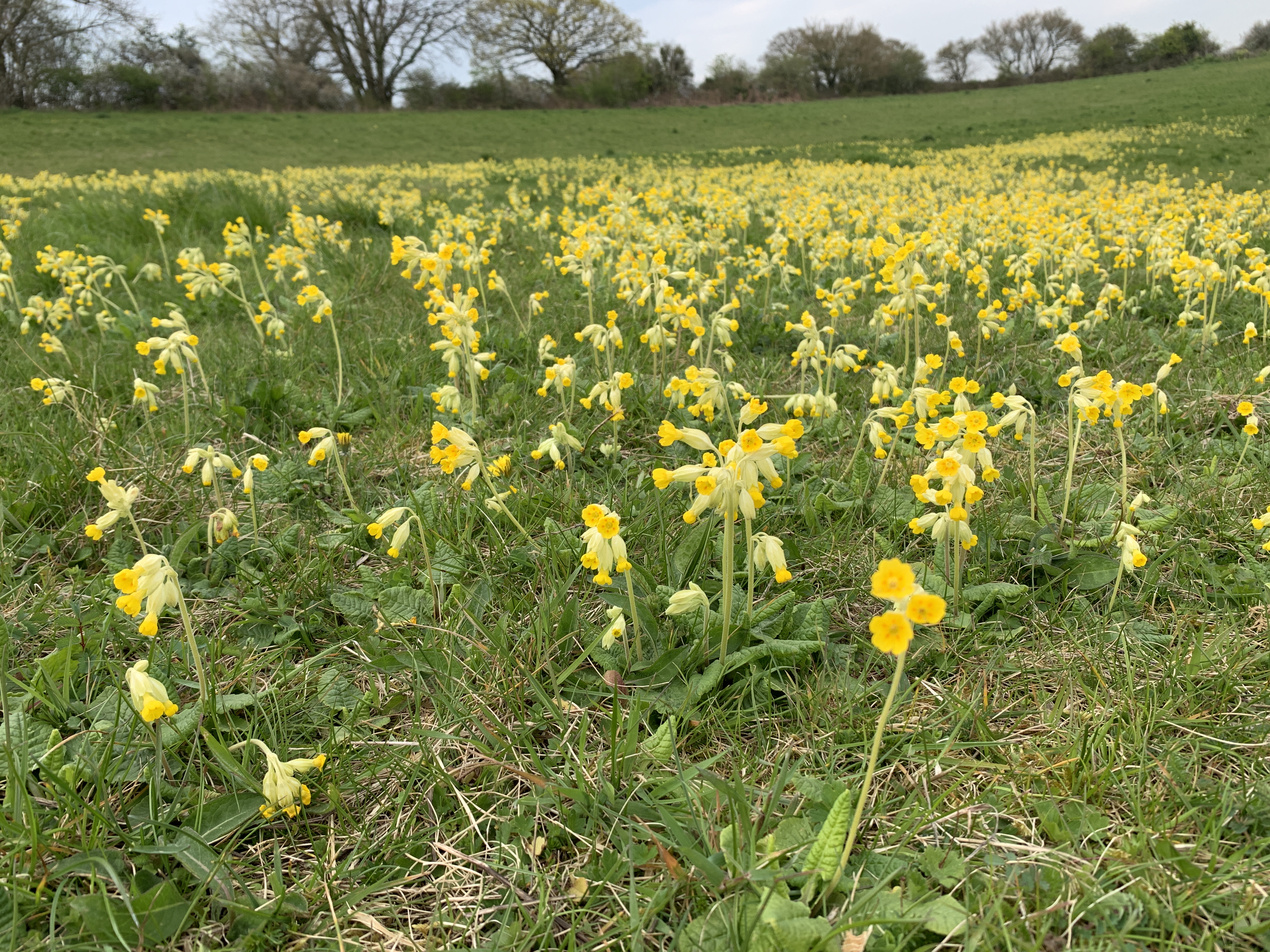 Cowslips, Bluebells & Lady’s smock on the south coast content media