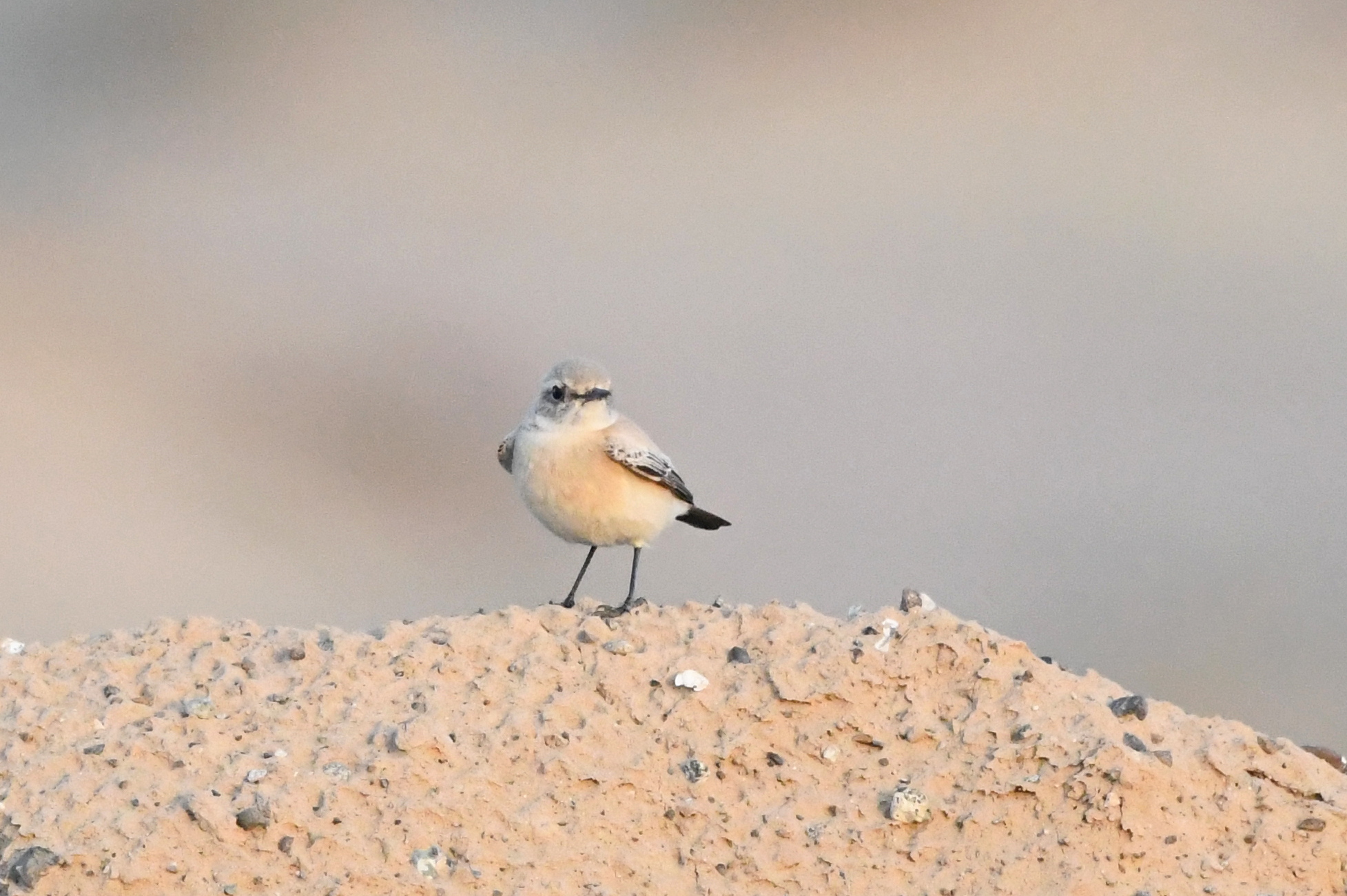 Wheatear ID content media