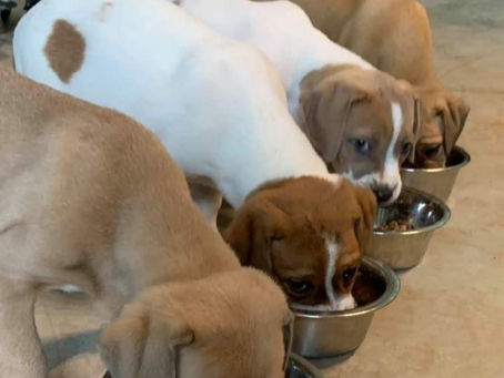Foster Pups Chow Down!