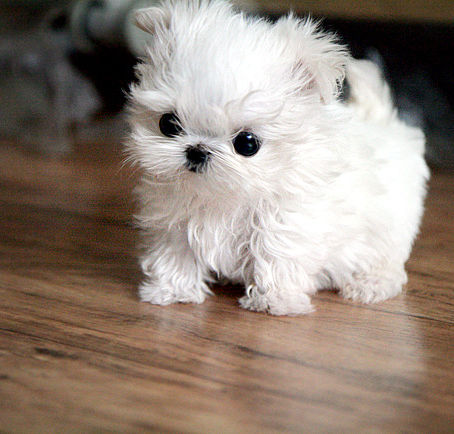 abandoned animals