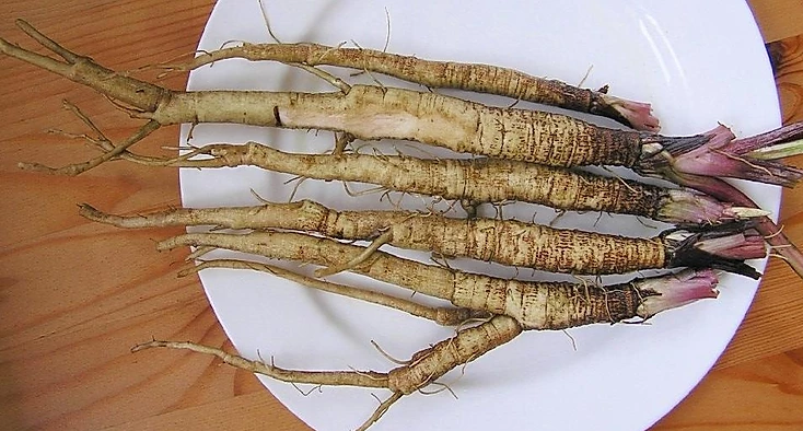 Łopian właściwości