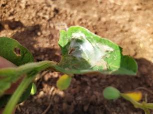 On behalf of Mwalwanda, Ipyana, from Malawi: Yellow to brownish spotting on leaves, no leaf losses/falling from plants observed so far. content media