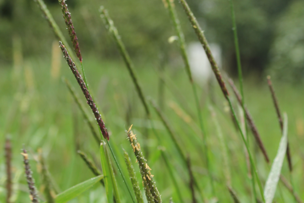 Native grasses