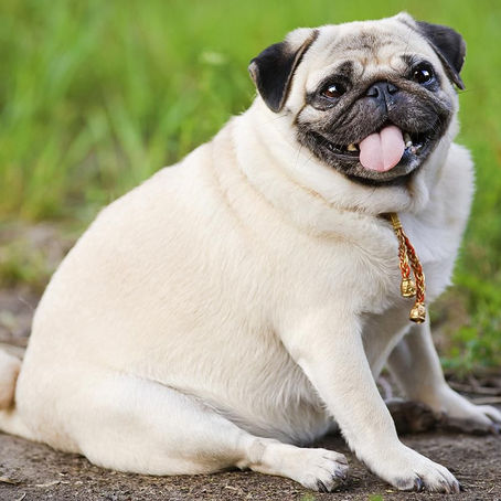 Obesidade Canina | Questão de Saúde