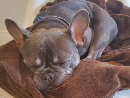 WEEKENDS AT GOOD DOG