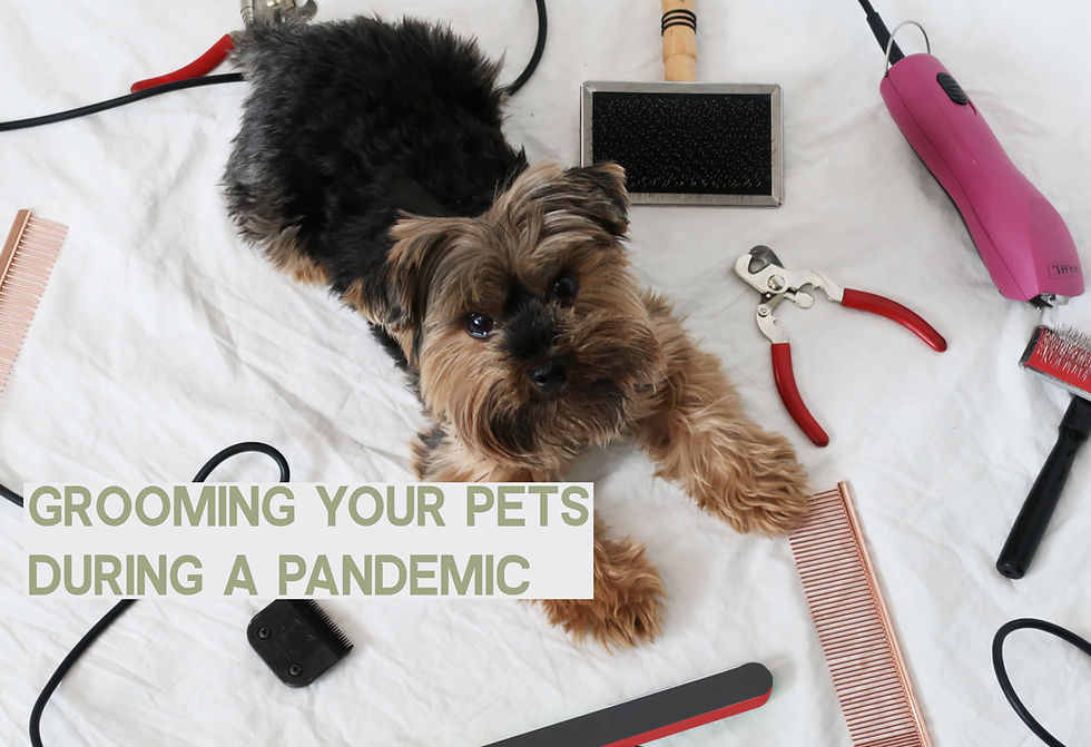 Grooming Your Pets During a Pandemic