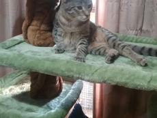 TINKA