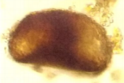 ree