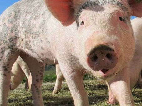 CHINA ENCONTRA VÍRUS DA GRIPE EM PORCOS E FALA EM POSSIBILIDADE DE NOVA PANDEMIA