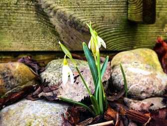 Das Gartenjahr 2019 beginnt