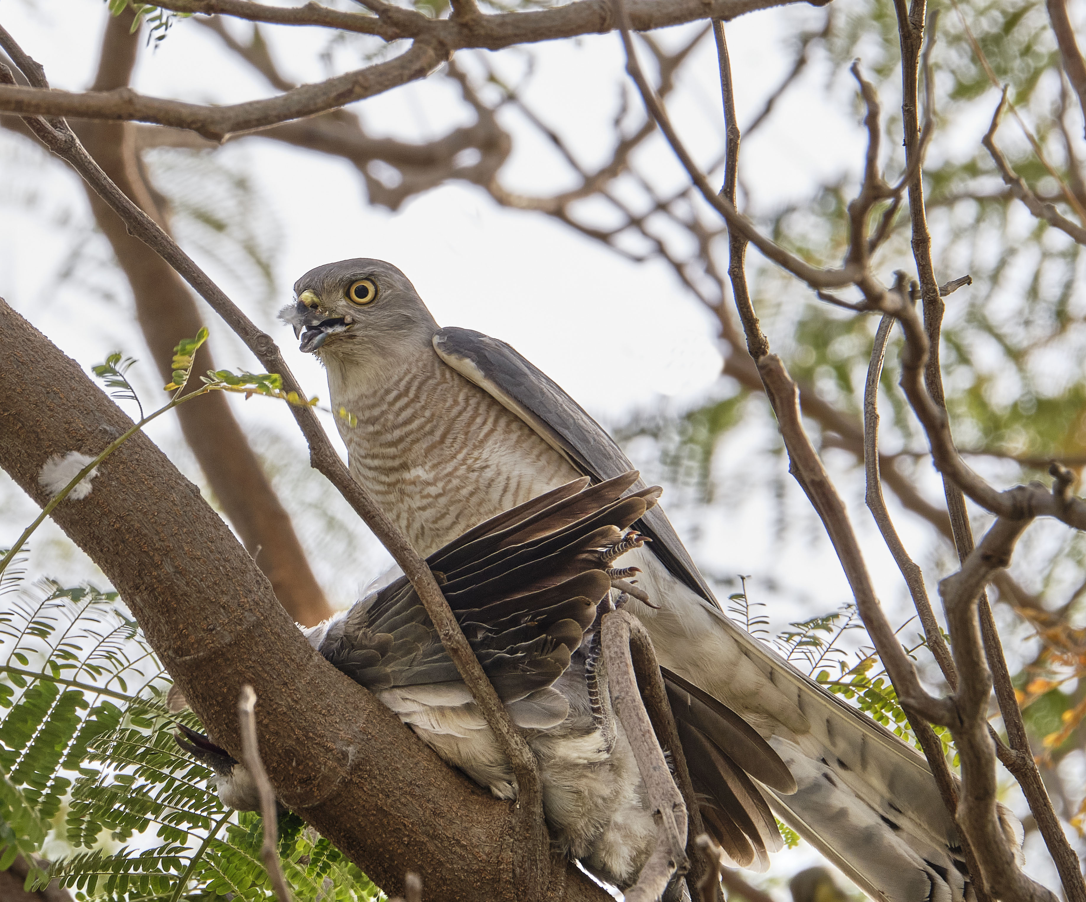 Shikra(Accipiter badius) male. content media