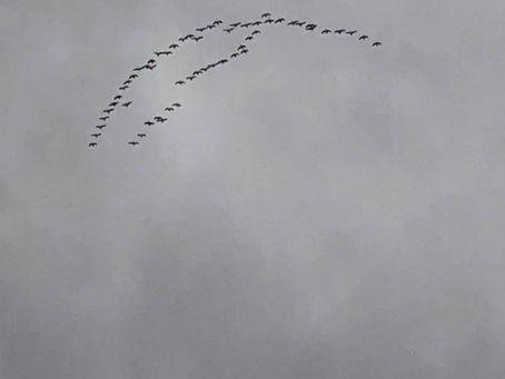 Geese in formation over Georgetown