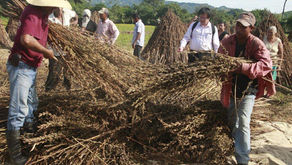 MÁS DE 4,000 QUINTALES DE AJONJOLÍ SE EXPORTARÁN A TAIWÁN.