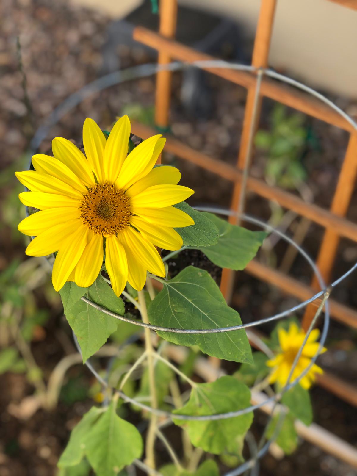 Sunshine in My Life content media