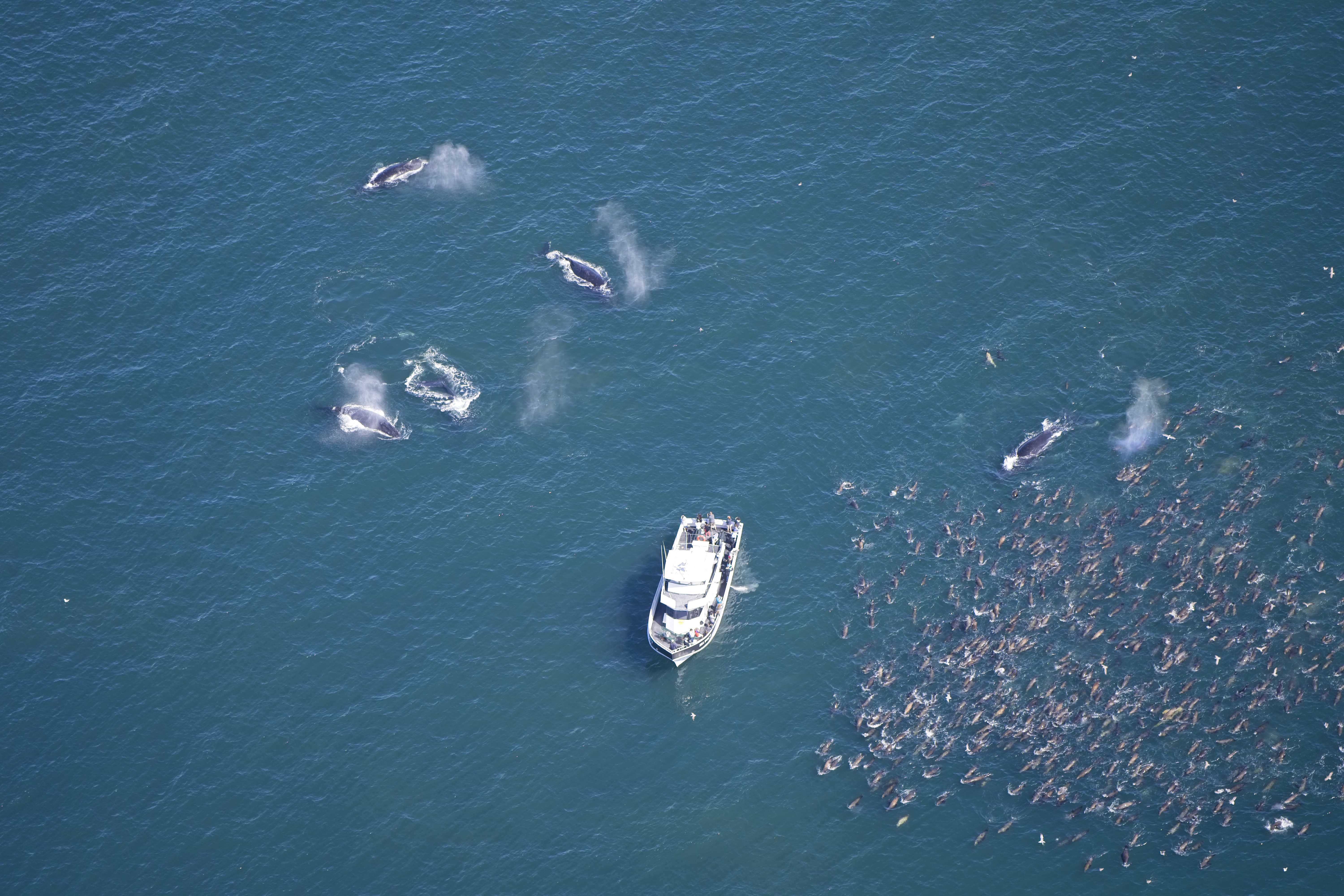 WHALES GALORE! content media