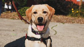 A CCSDA Volunteer's Experience with Heartworm Disease