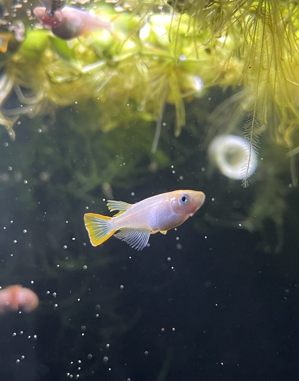 Tailgate Offerings: Fish, Shrimp, Ricefish, and more content media