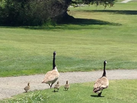 Goose Family