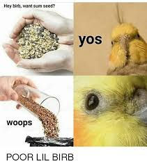 lal berb woops food seed victum