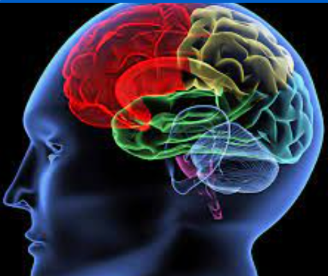 Brain Health Resource Page content media