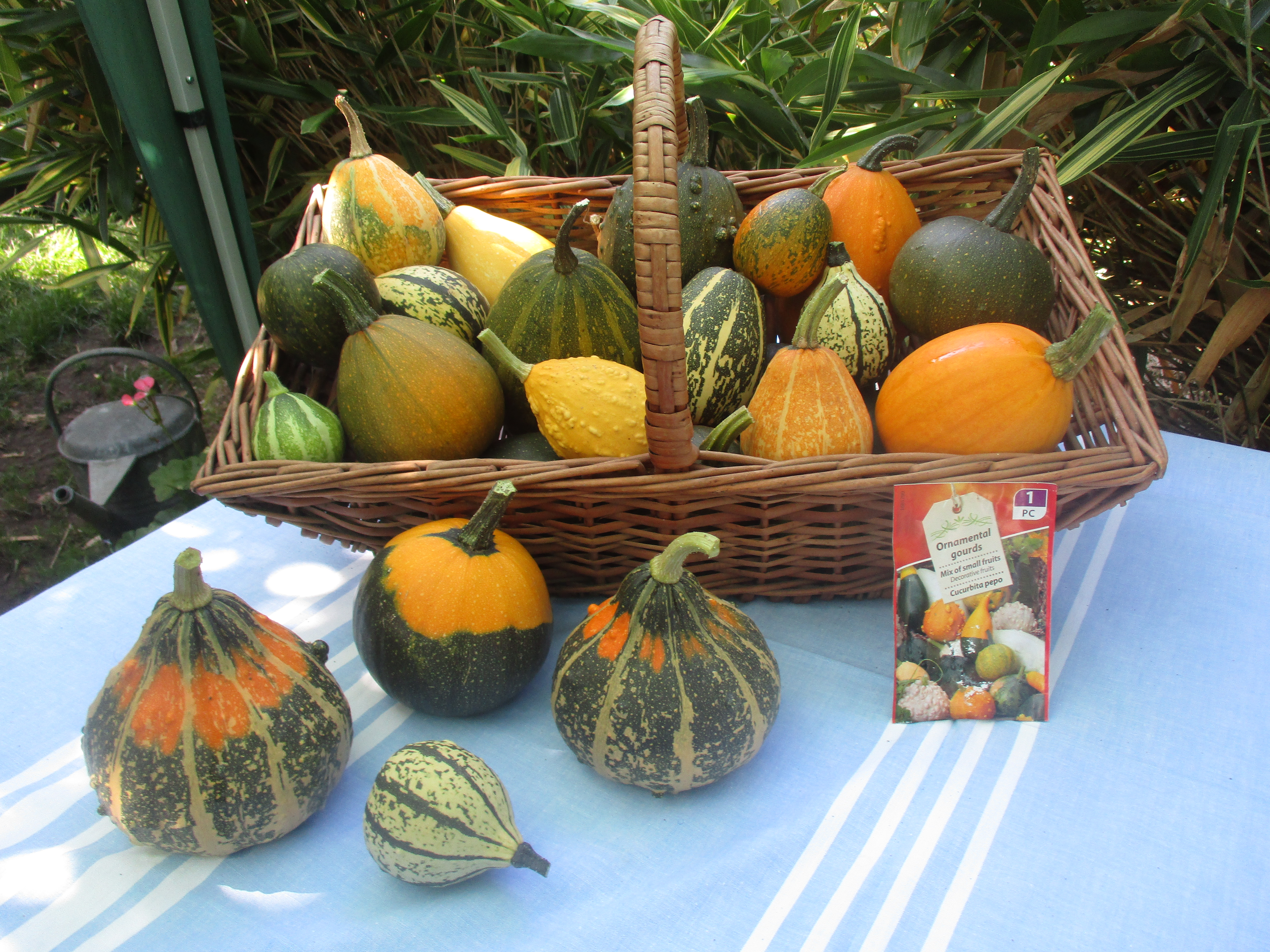 Ornamental Gourds. content media