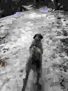 My dog pulling me to go up a steep, icy, hill