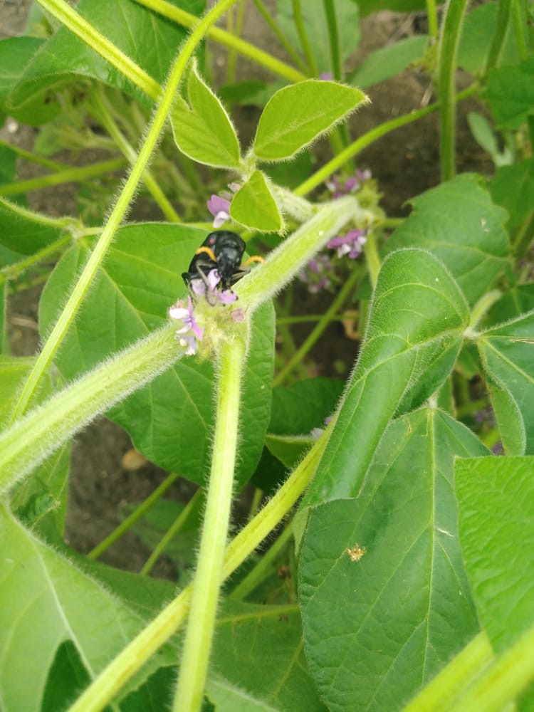 Insect, Sudan content media