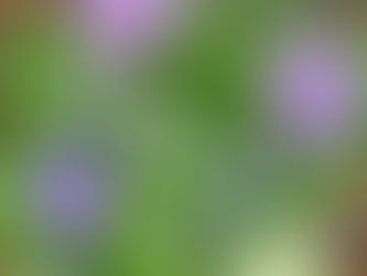 古民家の庭を飾る花々