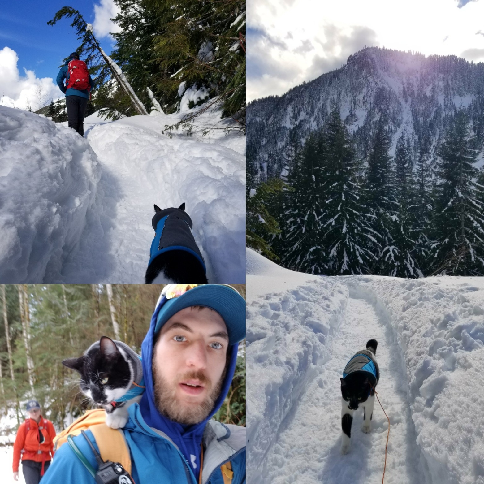 Elinor the adventure cat content media