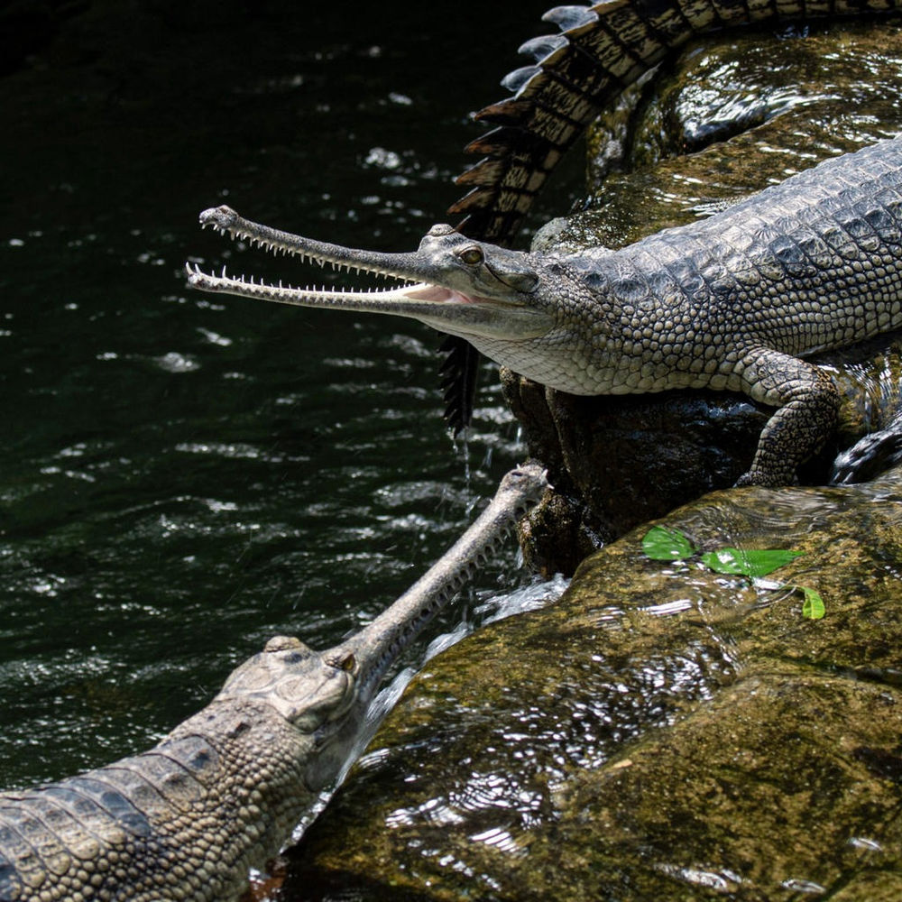 New York City: Bronx Zoo - A must see!!!