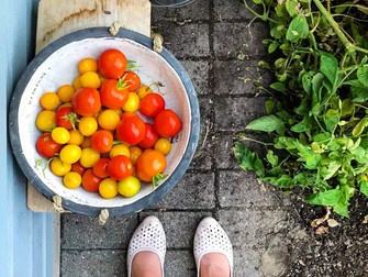 Die letzten Tomaten