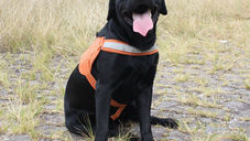 Barney, cão que ajudou em resgates de Brumadinho, morre fazendo buscas em Santa Catarina